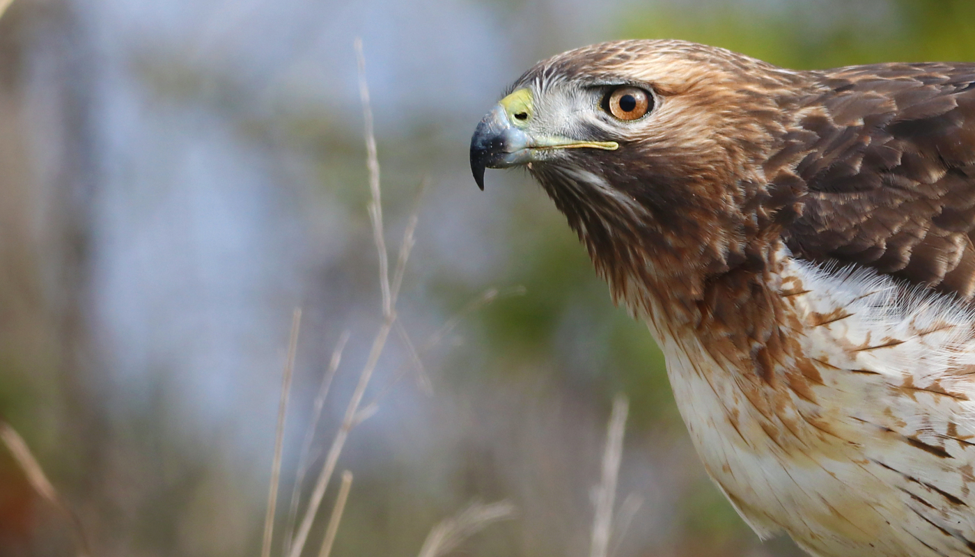 up close of a bird